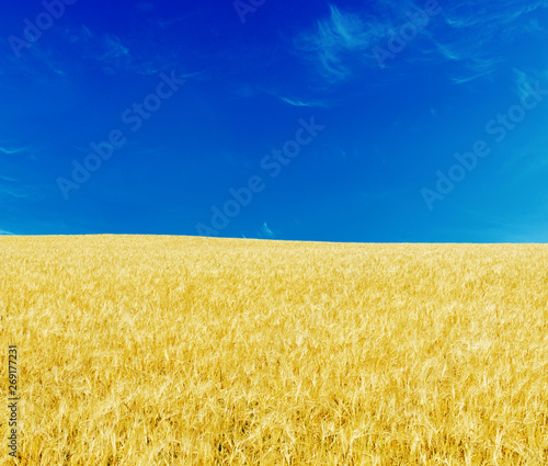 golden color natural field and deep blue sky. National Ukraine flag colors photo