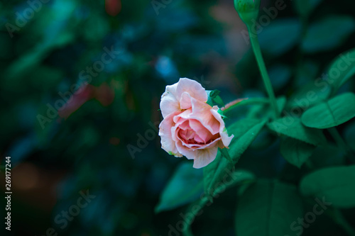 Wallpaper Mural rose Torontodigital.ca