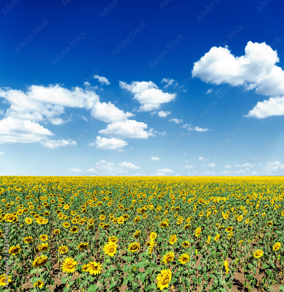agriculture field with flowering sunflowers and deep blue sky with clouds.