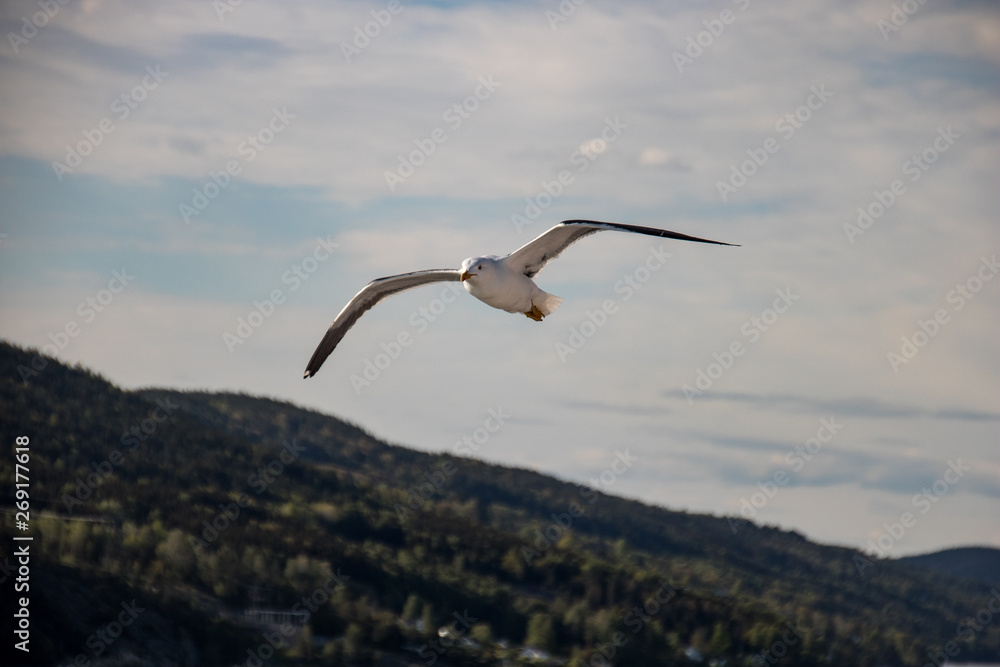 Naklejka premium A seagull flying 
