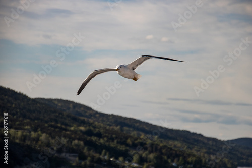 A seagull flying 