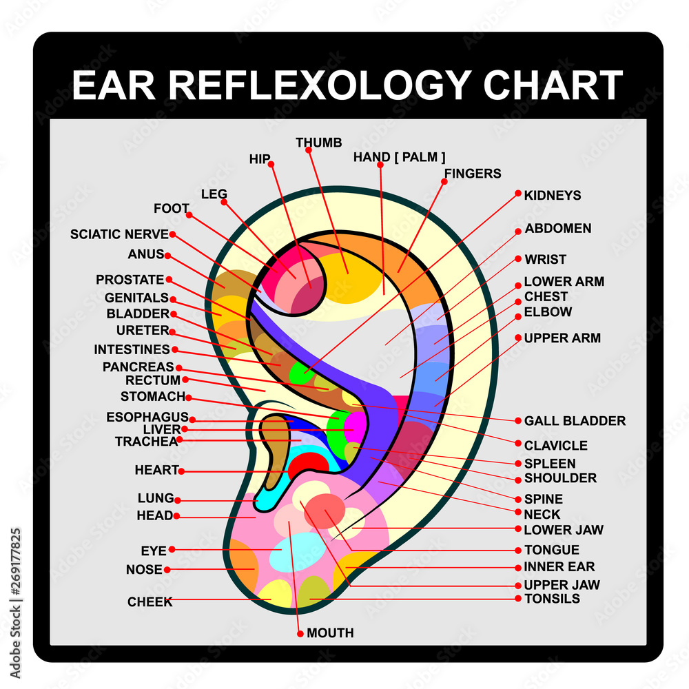 EAR REFLEXOLOGY CHART, poster vector Stock Vector | Adobe Stock