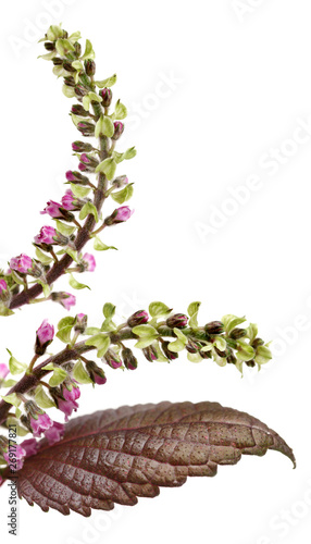 Perilla herb seed used in traditional,chinese herbal medicine isolated over white background. Su zi. Fructus perillae frutescentis.  photo