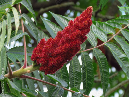 Rhus typhina, red blossom of sumac tree, close-up photo