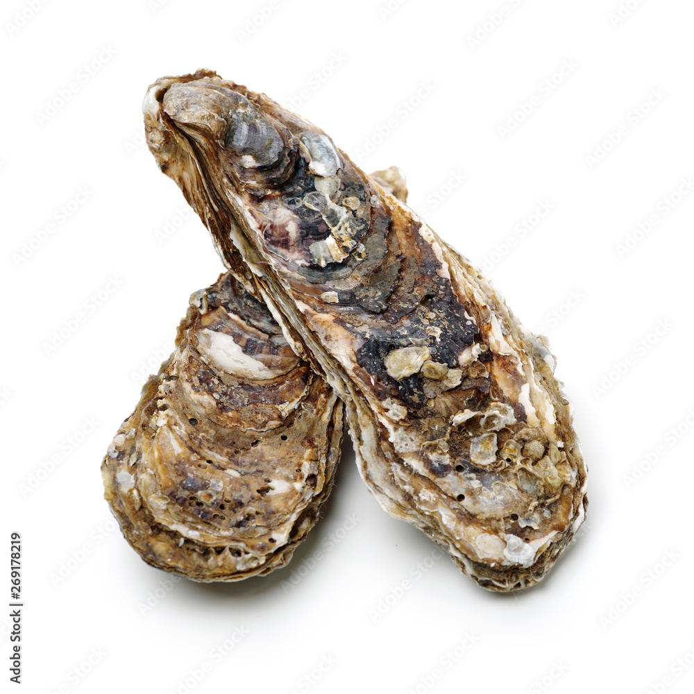 Fresh opened oyster on white background Fresh opened oyster on white background