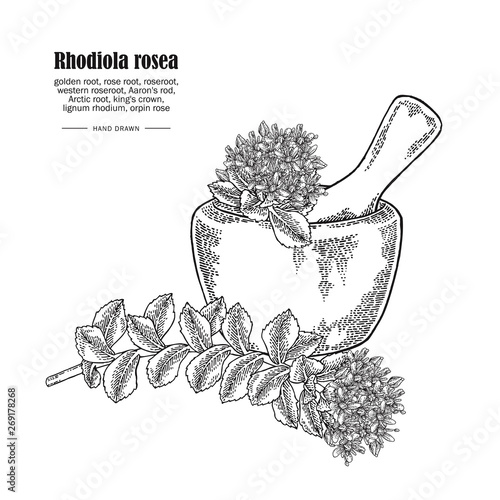 Rhodiola rosea branch and wooden bowl isolated on white background. Medical and cosmetic herbs. Vector illustration hand drawn.