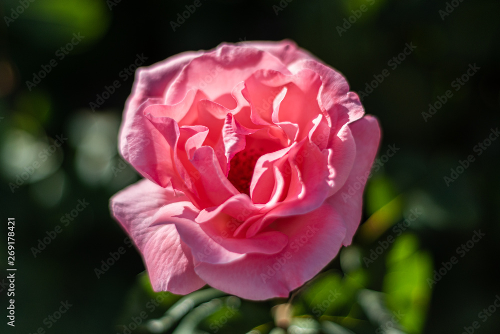 This is a closeup shot of a pink rose flower with a beautiful shallow depth 