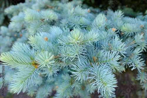 The branches of the blue spruce close-up. Blurred focus. Blue spruce or prickly spruce (Picea pungens) - representative of the genus Spruce from the Pine family. 