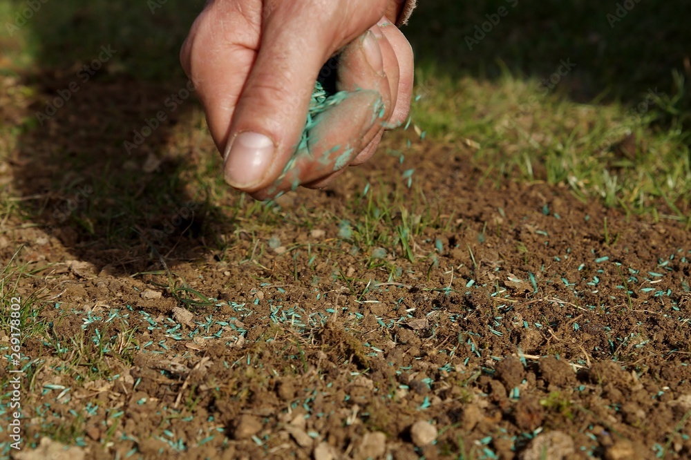 spreading grass seed in spring by hand for the perfect lawn. Sowing Grass Seed By Hand. grass seeds in male hand in loosened soil background spreading grass seed in spring by hand for the perfect lawn. Sowing Grass Seed By Hand. grass seeds in male hand in loosened soil background