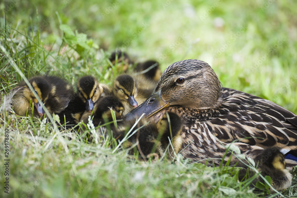 Duck with ducklings. Ducklings. Drake. Duck. Progeny. Wild duck. Duck with ducklings. Ducklings. Drake. Duck. Progeny. Wild duck.