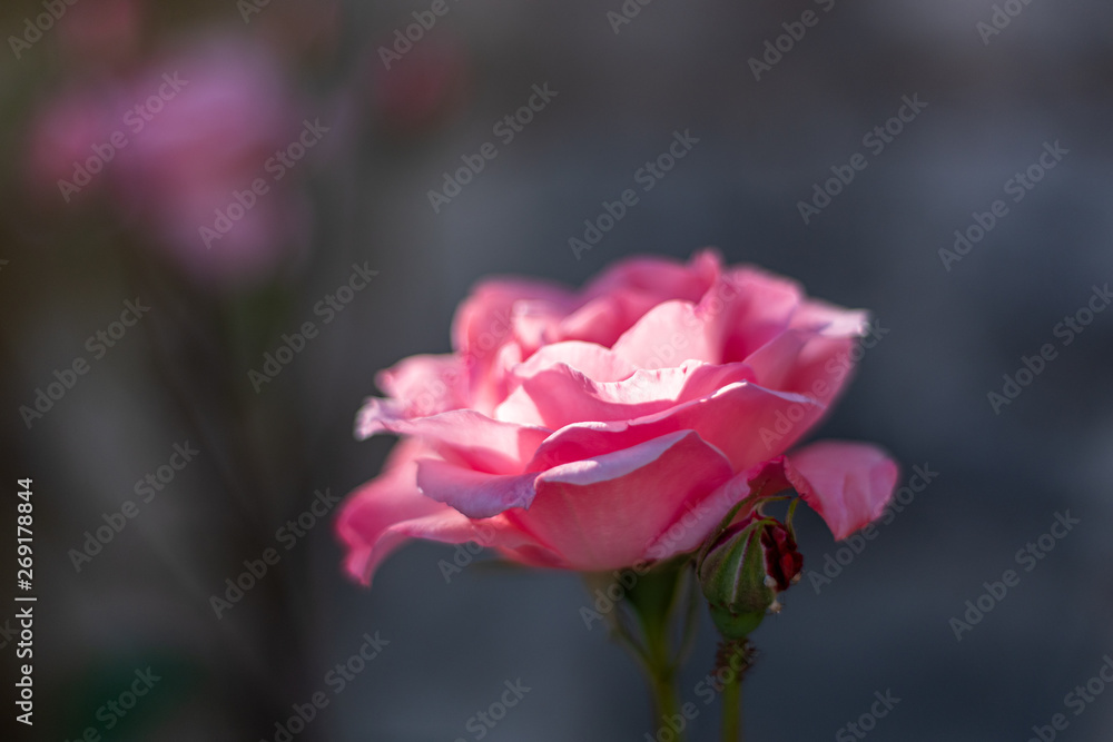 Obraz premium This is a closeup shot of a pink rose flower with a beautiful shallow depth 