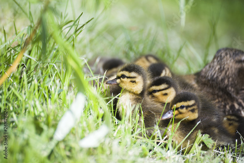 Duck with ducklings. Ducklings. Drake. Duck. Progeny. Wild duck. © baronred