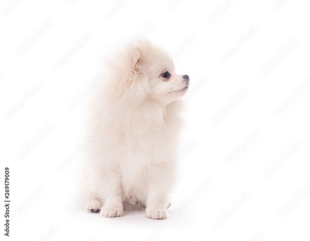 Fluffy white puppy spitz breed sitting isolated on white background