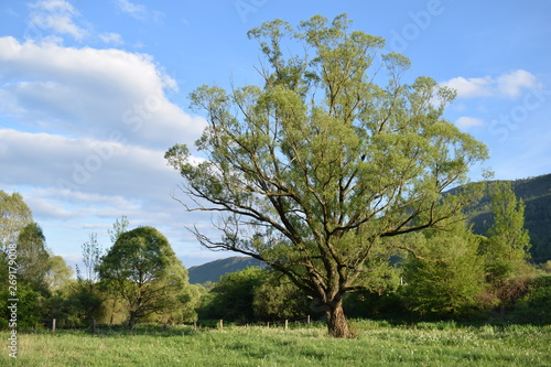 tree in the field