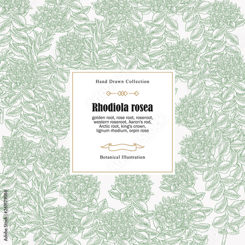 Rhodiola rosea flowers and leaves. Vintage background. Medical and cosmetic herbs. Vector illustration.