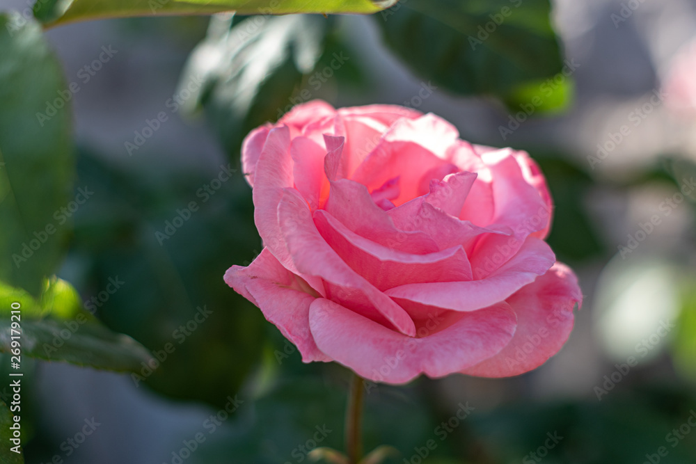 This is a closeup shot of a pink rose flower with a beautiful shallow depth 