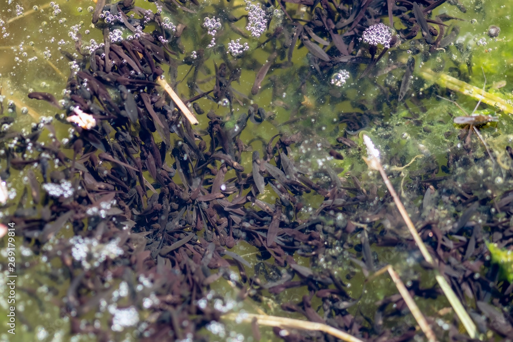 Common frog tadpoles in water, Finland Common frog tadpoles in water, Finland