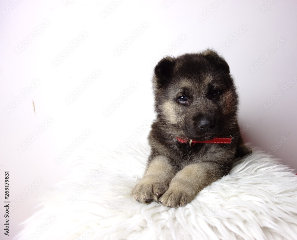 german shepherd puppy of 5 weeks on white background german shepherd puppy of 5 weeks on white background