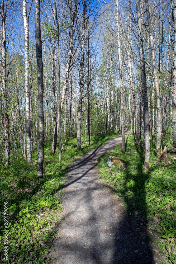 Fototapeta premium ścieżka w lesie na wiosnę, Finlandia