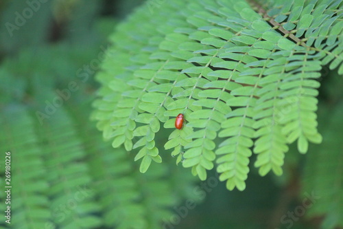 insect feeding leafs.......