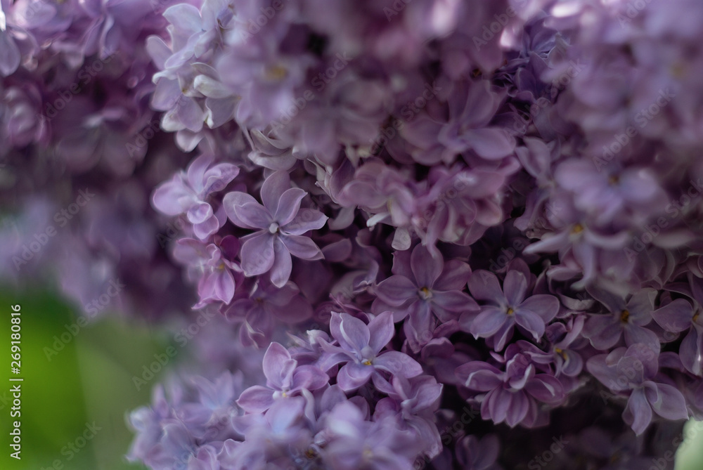 Violet Violet