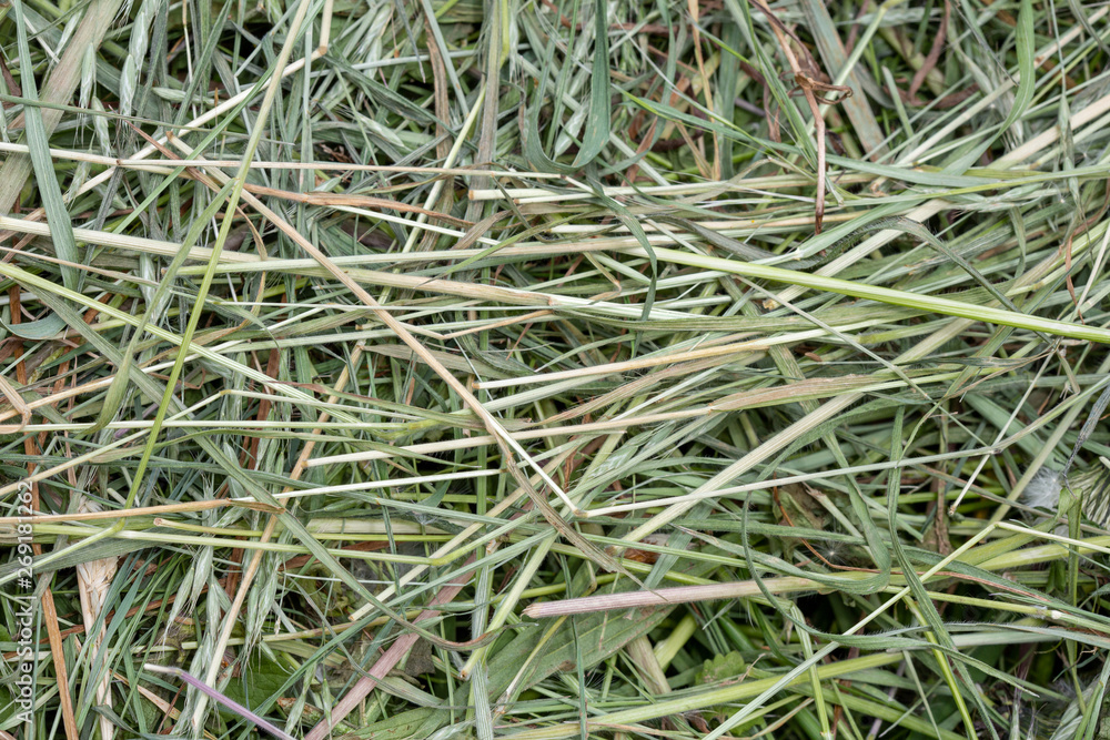 Natural background texture: detail of freshly cut grasses en herbs that can be used for mulch and straw or other farm and garden uses.