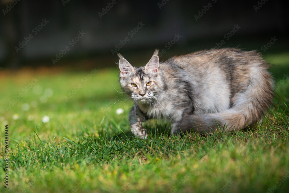 grey maine coon cat walking in the garden