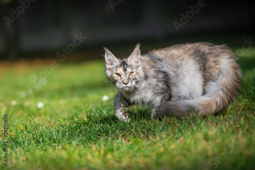 grey maine coon cat walking in the garden