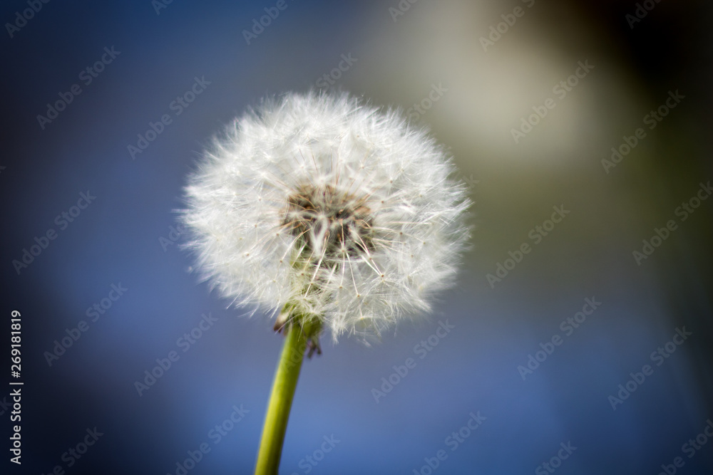 A dandelion in the park 