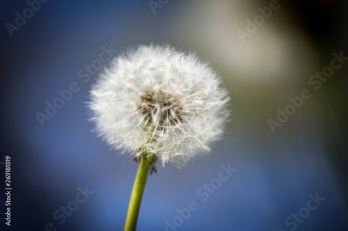 A dandelion in the park 