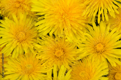 A lot of dandelions. Close-up. View from above