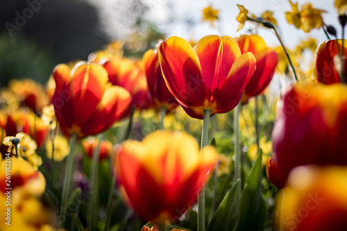 Beautiful tulips in a park in Paris