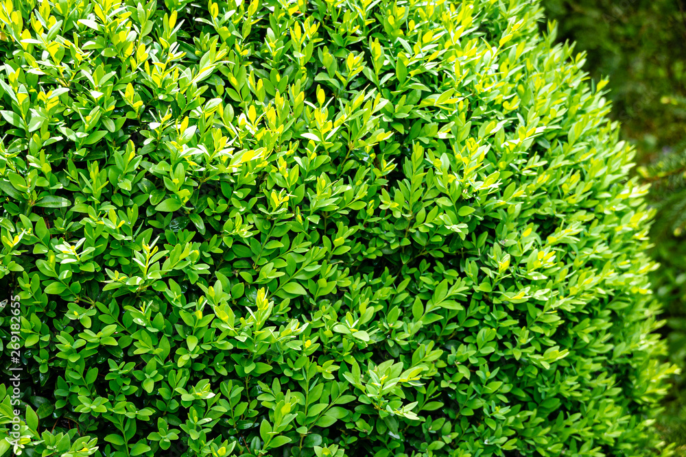 The bright shiny young green foliage of boxwood Buxus sempervirens as the perfect backdrop for any natural theme. Boxwood wall in natural conditions. Selective focus The bright shiny young green foliage of boxwood Buxus sempervirens as the perfect backdrop for any natural theme. Boxwood wall in natural conditions. Selective focus