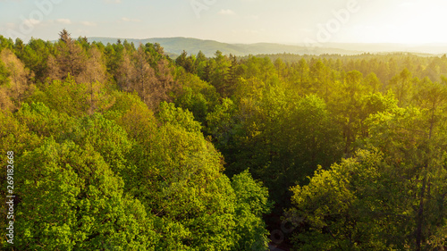 Sunrise over summer forest in the middle of Europe.