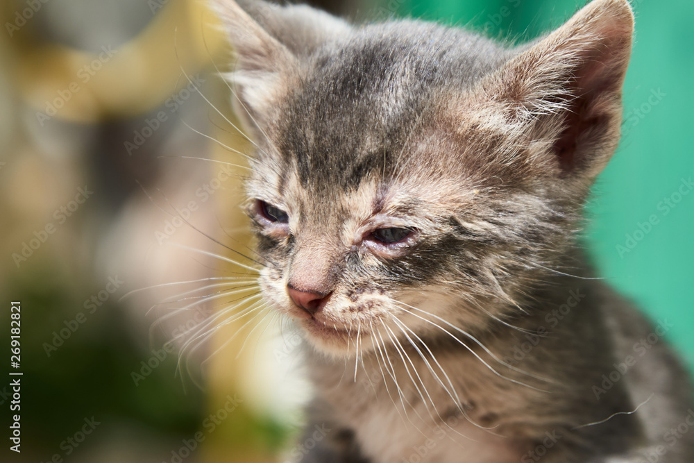 small cat with conjunctivitis