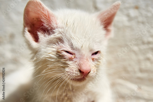 small cat with conjunctivitis