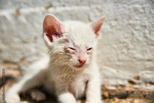 small cat with conjunctivitis