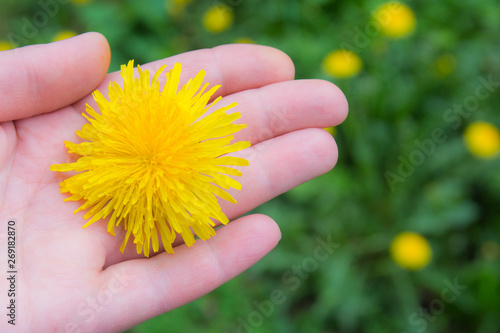 Beautiful yellow dandelion in hand close up.