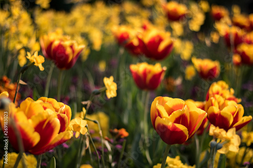 Beautiful tulips in a park in Paris