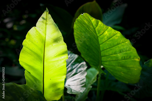 Green leaf texture background with backligthing