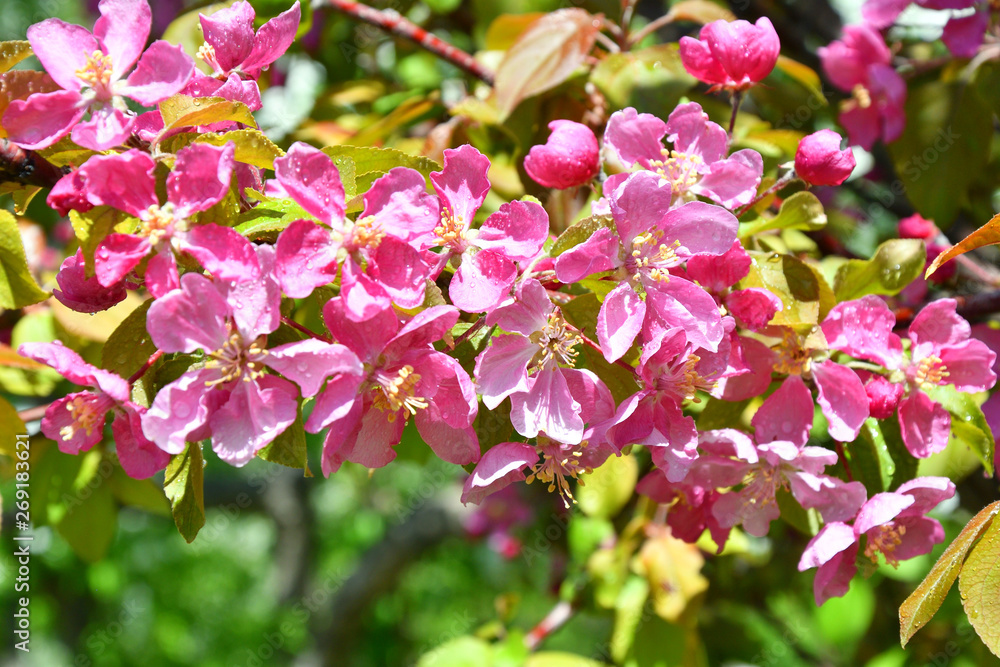 Pink flowers of the Apple-tree in Spring Garden After the rain Pink flowers of the Apple-tree in Spring Garden After the rain