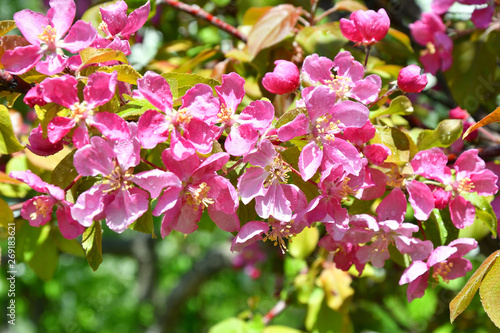 Pink flowers of the Apple-tree in Spring Garden After the rain