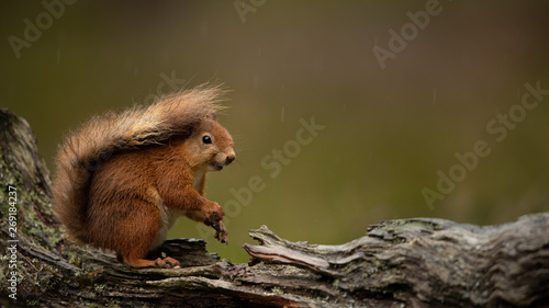 Red Squirrel on a branch in the rain with a green background. 