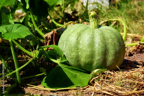 Natural green pumpkin ripening on a soil field