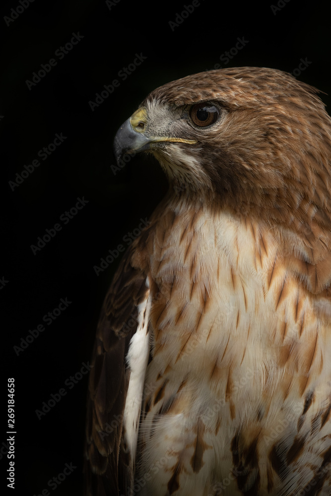 Red Tailed Hawk headshot with a black background. Red Tailed Hawk headshot with a black background.