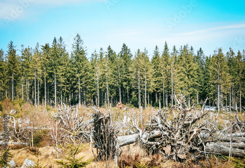 Φωτογραφία Uprooted trees on the Lothar Path (German: Lotharpfad), a educational path in the Black Forest National Park that shows the destruction Hurricane Lothar caused