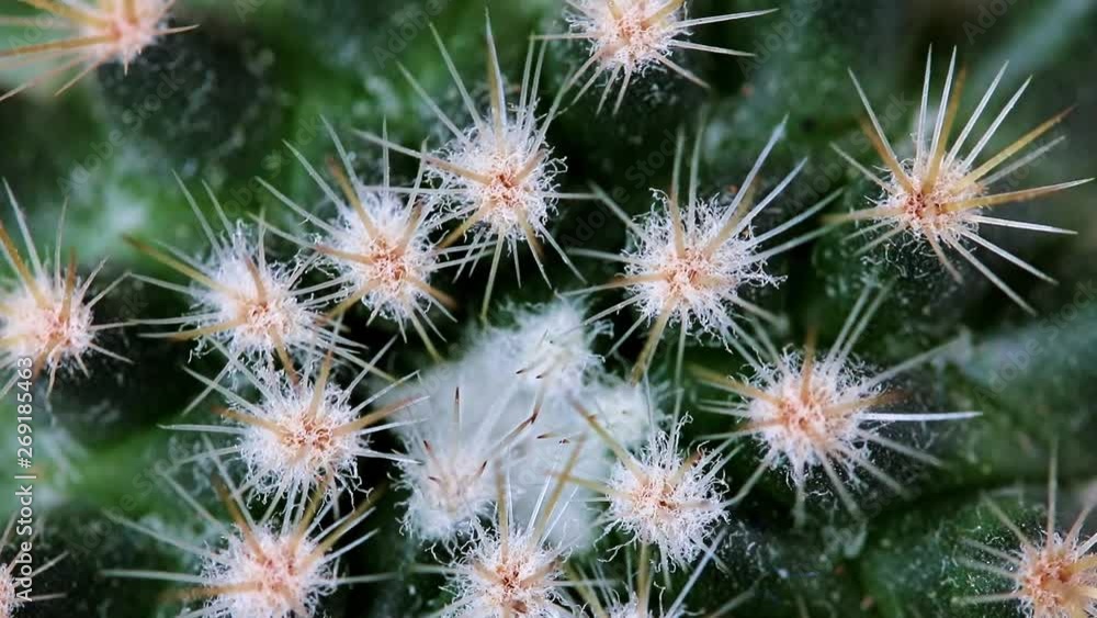 A macro view of rotating cactus spines. Green cacti surface with sharp spikes. A macro view of rotating cactus spines. Green cacti surface with sharp spikes.