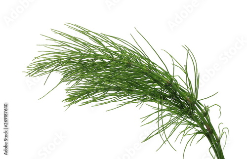 Horsetail fern   Equisetum arvense  isolated on white background with clipping path