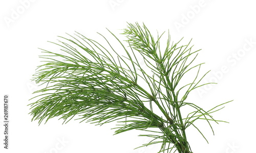 Horsetail fern, (Equisetum arvense) isolated on white background with clipping path