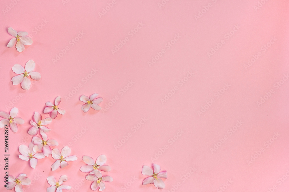  pink apple flowers on a pink background with space for text